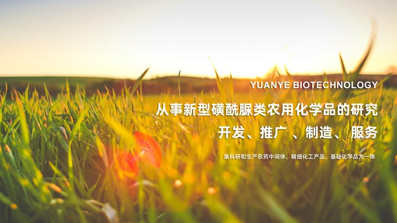 重组抗体表达服务：生物医药研发的得力助手**