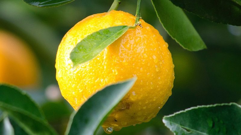 API原料药CDMO报价单：揭秘背后的考量因素