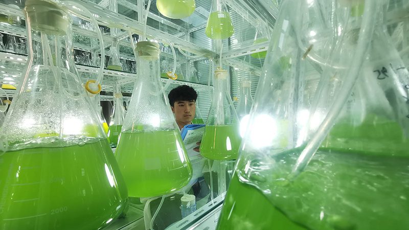 定制CHO细胞培养基，如何选择专业公司？**